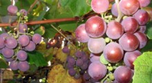 Kontrola upraw winorośli przeznaczonych do wyrobu wina