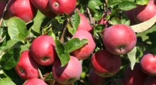 Stare odmiany jabłek mają szanse ponownie pojawić się na rynku