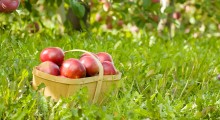 Stare odmiany jabłoni w owocowym sadzie pod Gryfinem