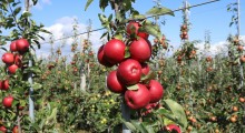 Jabłka Łąckie - wyjątkowy smak i aromat