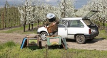 Pomoc dla pszczelarzy – termin składania wniosków wydłużony 
