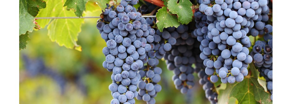 Wino z winogron pozyskanych z upraw winorośli położonych na terytorium RP