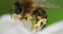 Wsparcie dla pszczelarzy – pierwszy nabór wniosków w kwietniu 