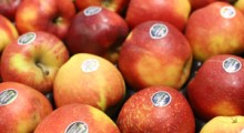 Czy sadownicy zainwestują w uprawę klubowych odmian jabłoni ?