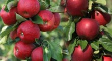 Na jakie odmiany jabłek warto postawić aby zwiększyć zysk ?