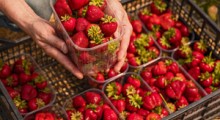 GUS: Wstępny szacunek zbiorów owoców jagodowych w 2023 roku 