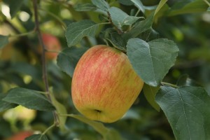 Sander - odmiana jabłoni grupy hodowlanej AJApple - 23/08/2015