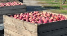 GUS: Zbierzemy 3,8 mln ton jabłek w 2023 r. 