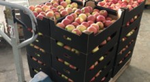 Wysokie ceny jabłek eksportowych