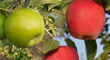 Nowe odmiany jabłoni oraz podkładka M200 