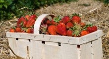 GUS: Zbiory owoców jagodowych w 2023 roku 