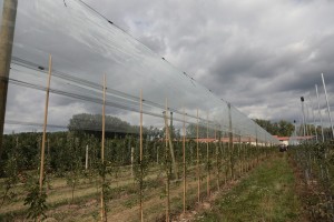 Systemy antygradowe do ochrony upraw drzew i krzewów owocowych