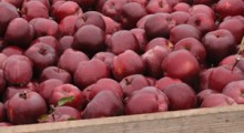 Import jabłek z Egiptu osiągnął najniższy poziom od 6 lat