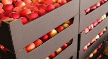 Eksport polskich jabłek od stycznia do października 2023