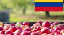 Sukces polskich jabłek w Kolumbii