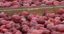 Eksport polskich jabłek od stycznia do listopada 2023