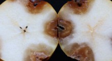 Cadophora luteo-olivacea – sprawca gnicia gruszek  