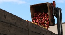Ceny jabłek przemysłowych 26-27 lutego 2024 r.