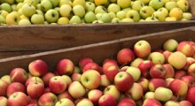 Jakie ceny za jabłka otrzymywali sadownicy ? – 9 tydzień 2024 r.