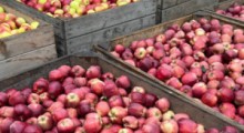 Ceny jabłek deserowych w UE – luty 2024