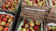 Ceny jabłek na rynkach hurtowych – 18 marca 2024 roku