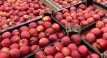 Po ile organizacje producentów skupują, a po ile sprzedają jabłka ?
