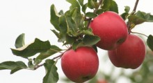 Łukaszenka: Polskie jabłka to „badziewia” 