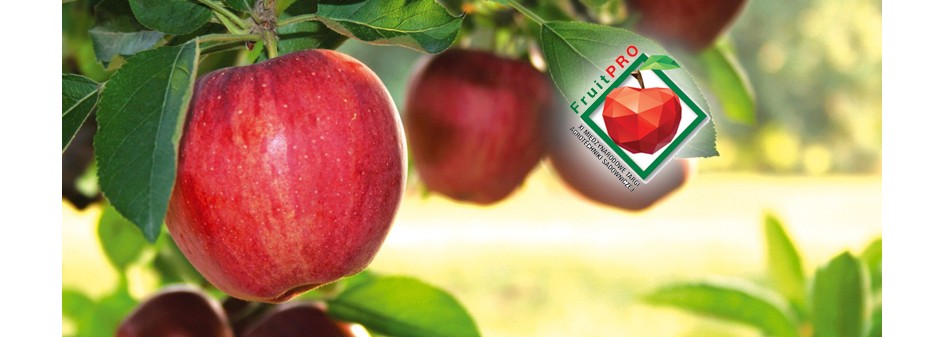 Produkcja jabłek  - sposób na sukces 