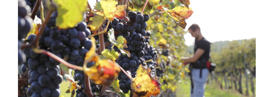 Urodzajny rok dla podkarpackich winiarzy