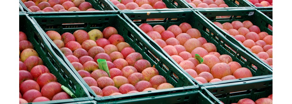 Niskie ceny, słaby handel – rynek jabłek wciąż bez zmian !