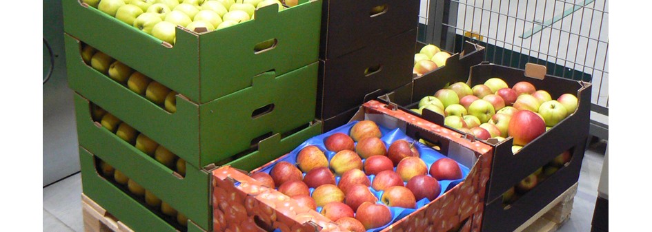 Zwiększenie zagranicznej sprzedaży jabłek napędza eksport owoców