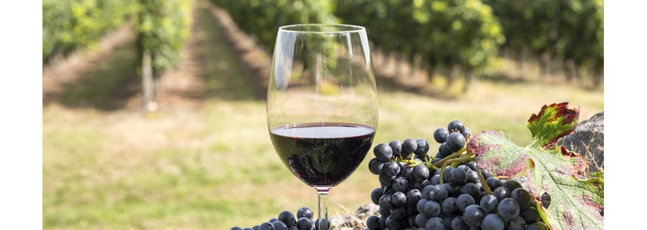 Uwaga producenci wyrabiający wino z winogron pozyskanych z upraw winorośli położonych na terytorium Rzeczypospolitej Polskiej