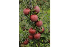 King Roat Red Delicious
