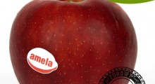 Jabłka „Amela” dostępne w Selgros