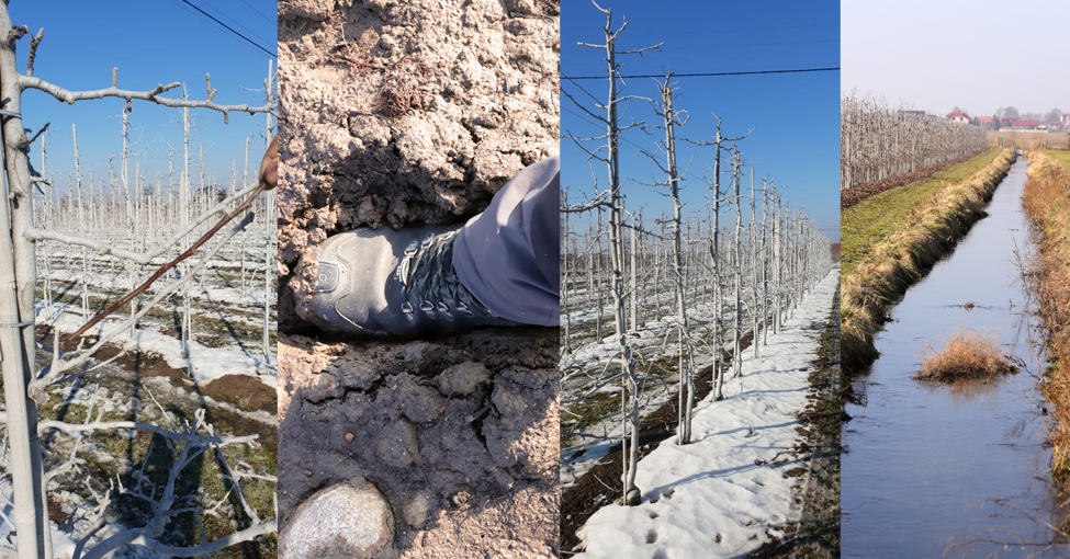 Bielenie drzew owocowych