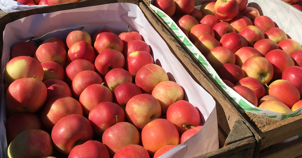Zmiany cen jabłek deserowych i przemysłowych