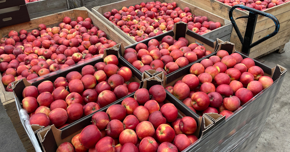 Ceny jabłek deserowych na Broniszach