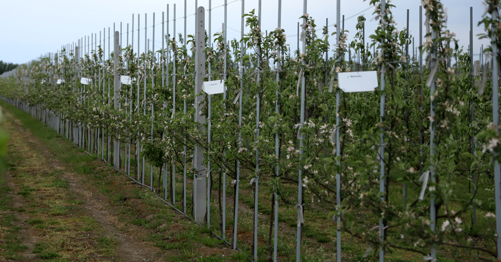 Corteva Agriscience - biologiczne środki ochrony roślin