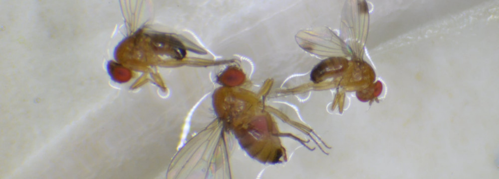 Drosophila suzukii / Muszka plamoskrzydła