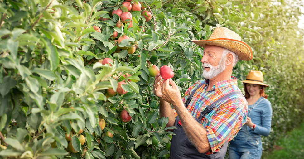 Emerytury rolnicze - sadownik na emeryturze