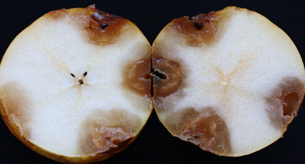 Cadophora luteo-olivacea – sprawca gnicia gruszek 