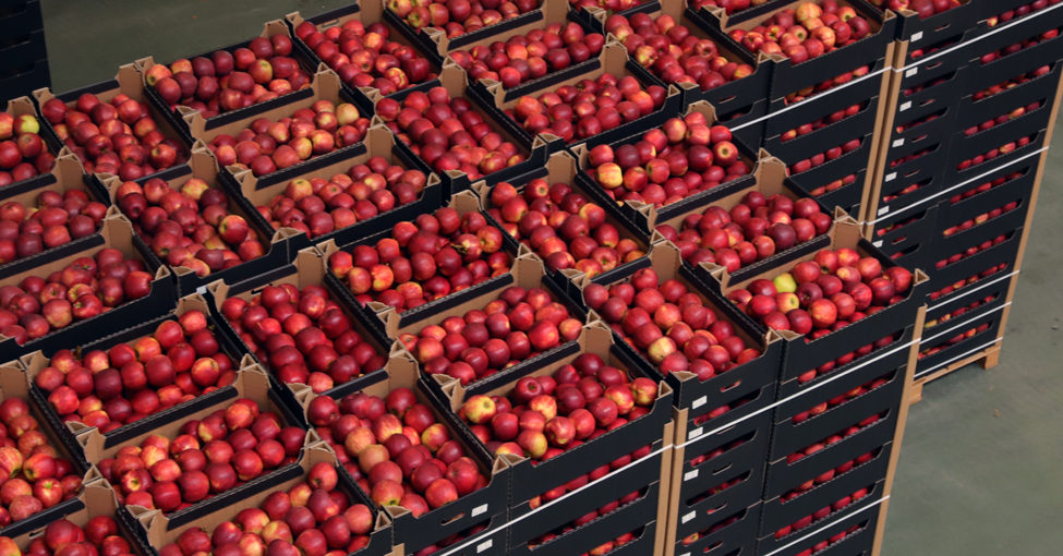 Ceny jabłek deserowych i przemysłowych2021
