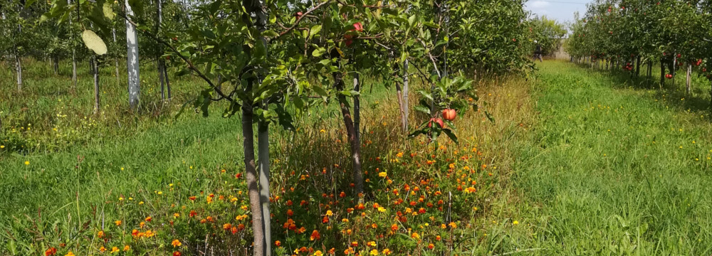 BioHortiTech – nowy projekt Instytutu Ogrodnictwa – PIB