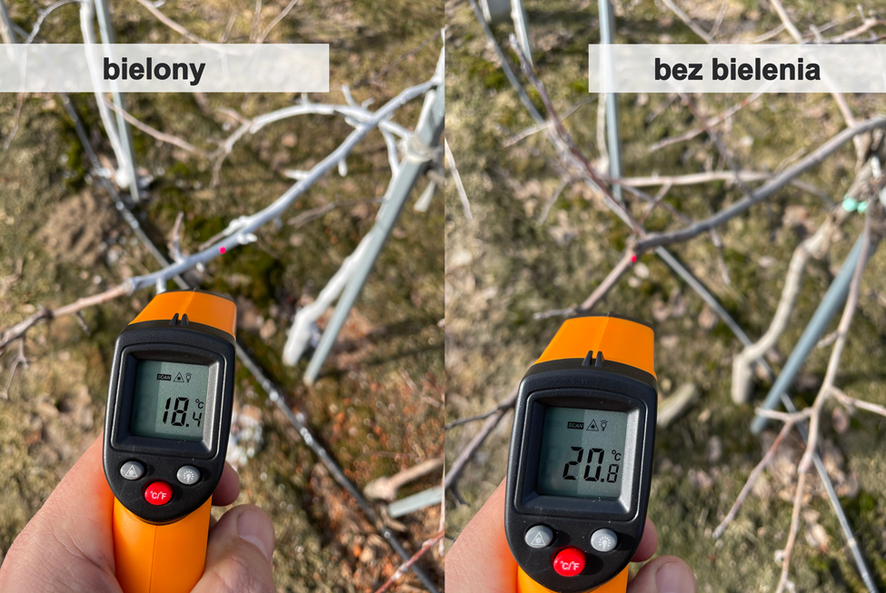 Porównanie temperatury - pędy z najniższego piętra korony drzewa z drzew bielonych i drzew bez bielenia Jabłonie - 3 letnie drzewa