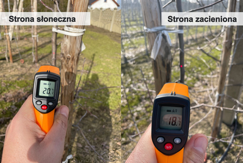 Porównanie temperatury - z pni drzew - strona słoneczna / strona zacieniona Jabłonie - 3 letnie drzewa