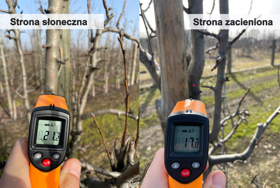 Porównanie temperatury - z pni drzew - strona słoneczna / strona zacieniona Grusze - 7 letnie drzewa