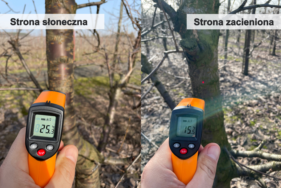 Porównanie temperatury - z pni drzew - strona słoneczna / strona zacieniona Czereśnie - 9 letnie drzewa 
