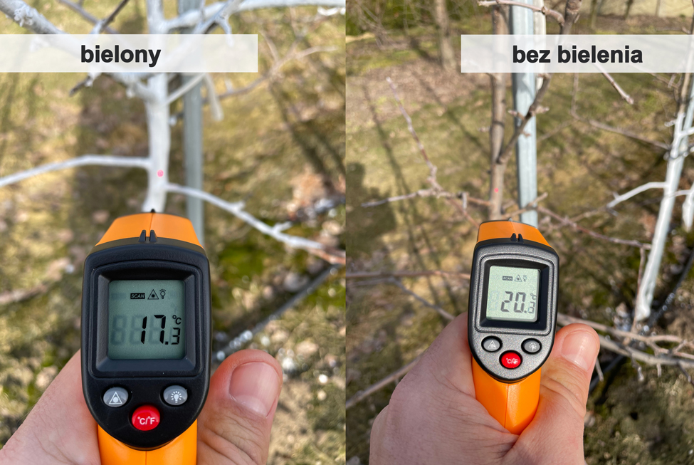 Jabłonie - 3 letnie drzewa - Porównanie temperatury z pni drzew bielonych i drzew bez bielenia nr 1