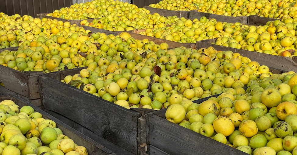 Skup jabłek przemysłowych - sadownictwo