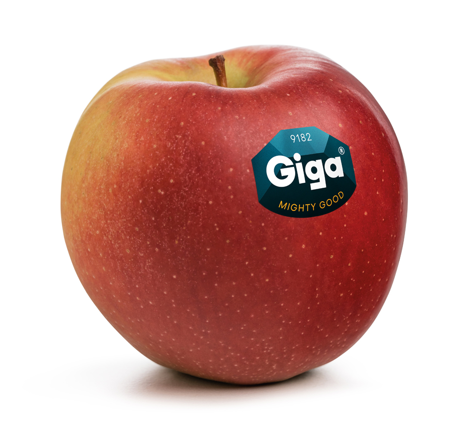 jablka - Odmiana jabłoni – Giga